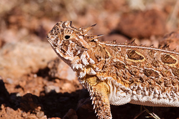 Texas Horned Lizard Phyrynosoma cornutum
