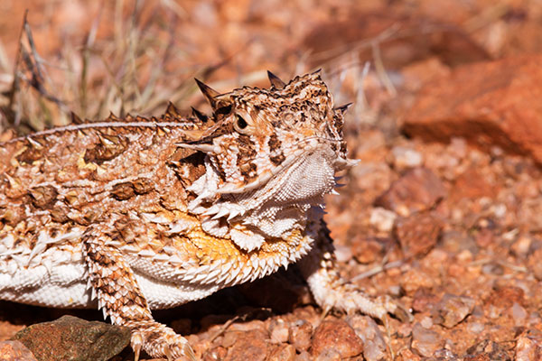 Texas Horned Lizard Phyrynosoma cornutum