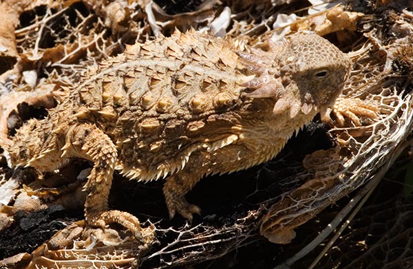 Regal Horned Lizard Phrynosoma solare