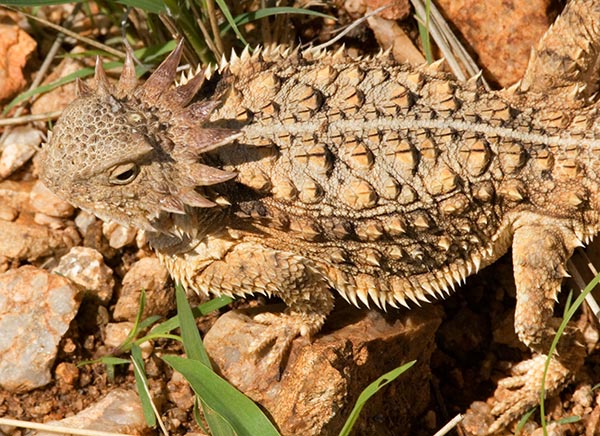 Regal Horned Lizard Phrynosoma solare