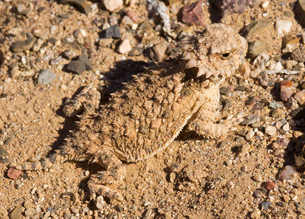 Juvenile Regal Horned Lizard Phrynosoma solare