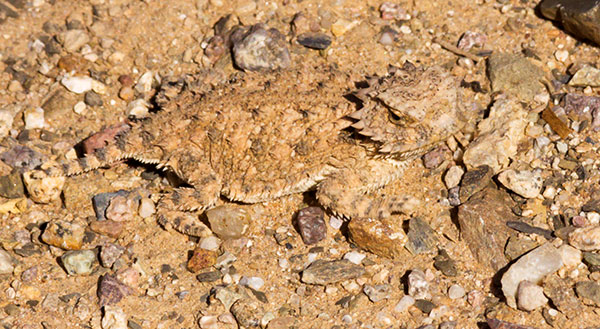 Juvenile Regal Horned Lizard Phrynosoma solare
