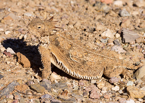 Regal Horned Lizard Phrynosoma solare