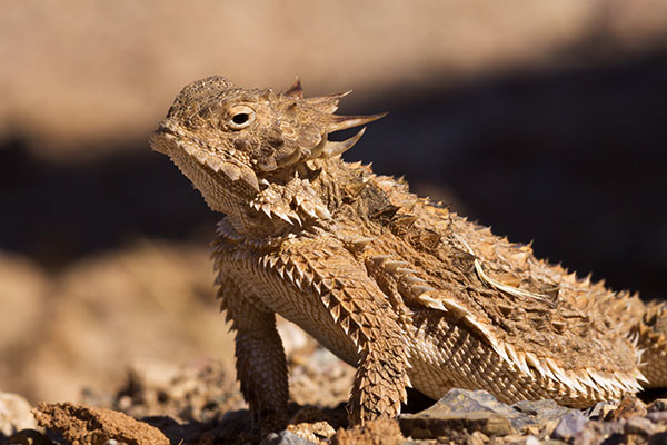 Regal Horned Lizard Phrynosoma solare