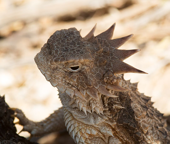 Regal Horned Lizard Phrynosoma solare
