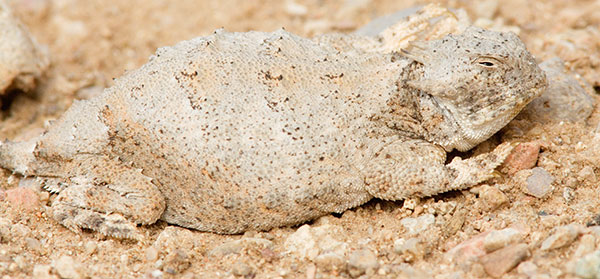Round-tailed Horned Lizard Phrynosoma modestum 