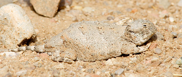 Round-tailed Horned Lizard Phrynosoma modestum 