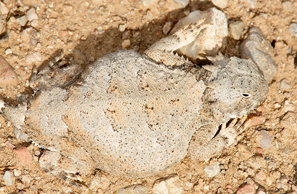 Round-tailed Horned Lizard Phrynosoma modestum 