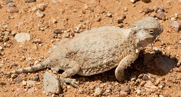 Round-tailed Horned Lizard Phrynosoma modestum 