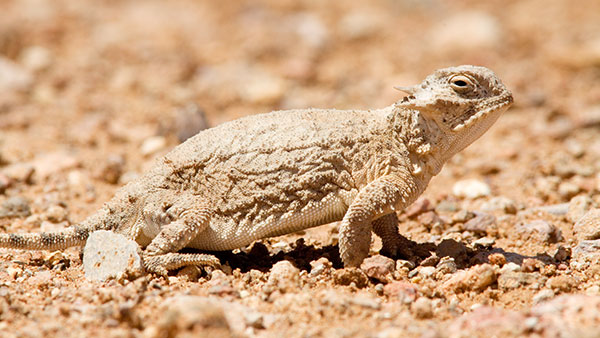 Round-tailed Horned Lizard Phrynosoma modestum 