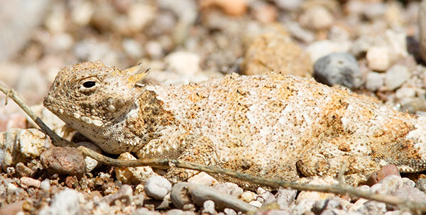 Round-tailed Horned Lizard Phrynosoma modestum 