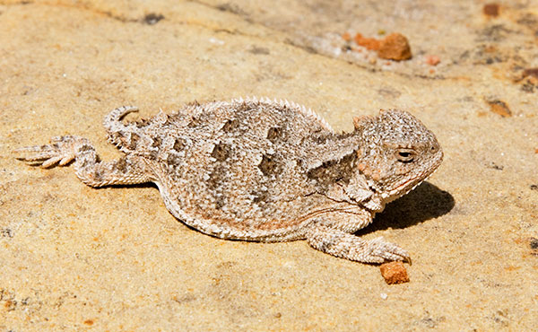 Greater Short-horned Lizard Phrynosoma hernandesi