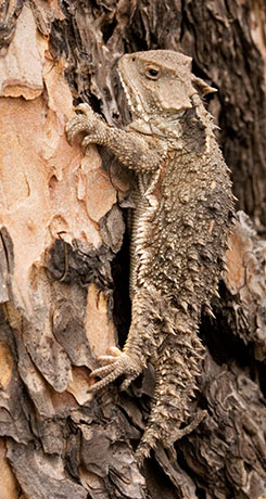 Greater Short-horned Lizard Phrynosoma hernandesi