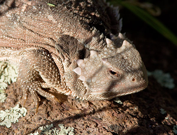 Greater Short-horned Lizard Phrynosoma hernandesi
