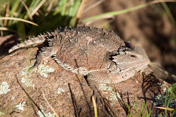 Greater Short-horned Lizard Phrynosoma hernandesi