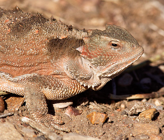 Greater Short-horned Lizard Phrynosoma hernandesi