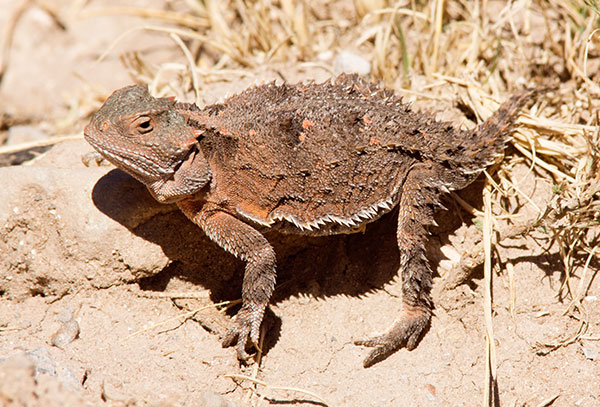 Greater Short-horned Lizard Phrynosoma hernandesi