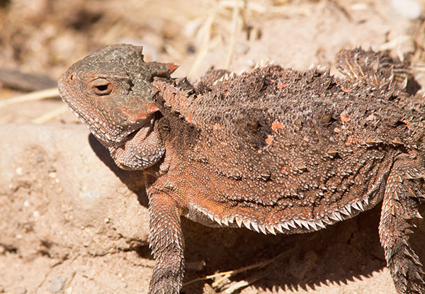 Greater Short-horned Lizard Phrynosoma hernandesi