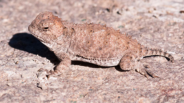 Greater Short-horned Lizard Phrynosoma hernandesi