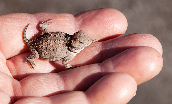 Greater Short-horned Lizard Phrynosoma hernandesi