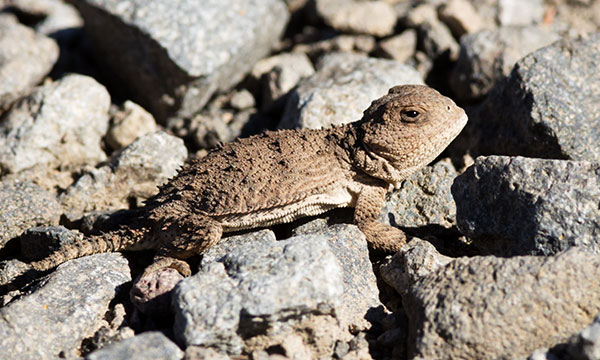 Greater Short-horned Lizard Phrynosoma hernandesi