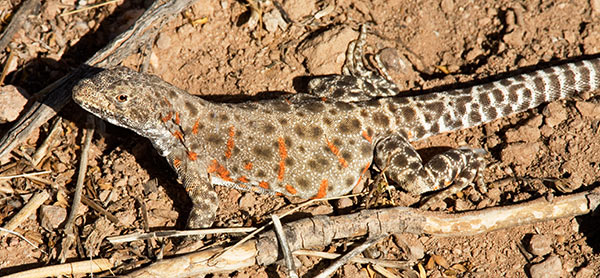 Long-nosed Leopard Lizard Gambelia wislizenii 