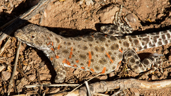 Long-nosed Leopard Lizard Gambelia wislizenii 