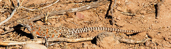 Long-nosed Leopard Lizard Gambelia wislizenii 