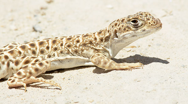 Long-nosed Leopard Lizard Gambelia wislizenii 