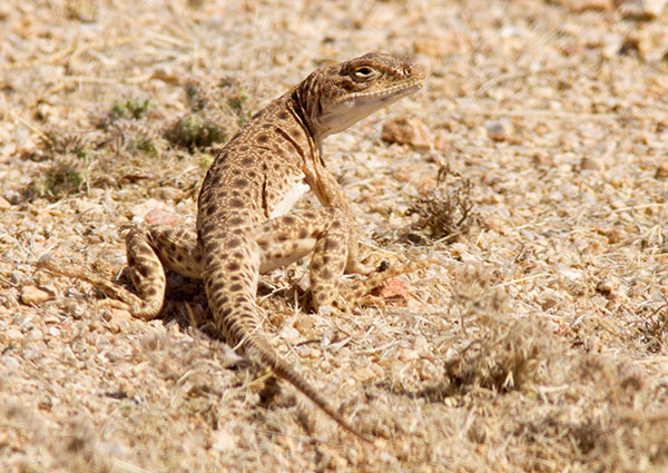Long-nosed Leopard Lizard Gambelia wislizenii 