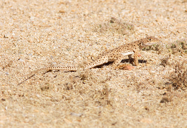 Long-nosed Leopard Lizard Gambelia wislizenii 