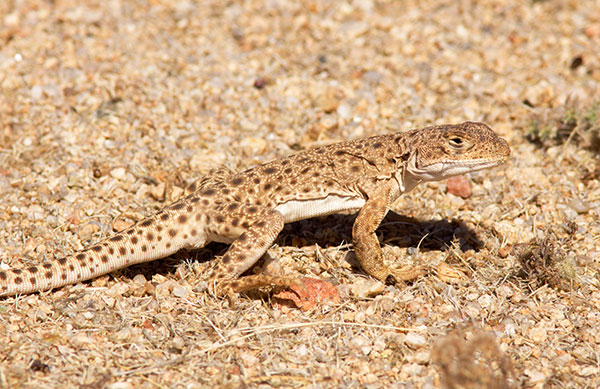 Long-nosed Leopard Lizard Gambelia wislizenii 
