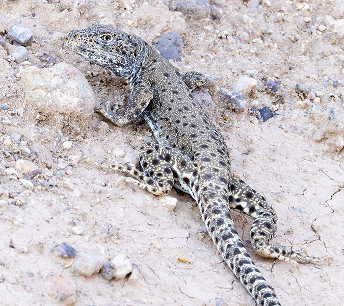 Long-nosed Leopard Lizard Gambelia wislizenii 