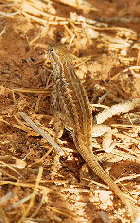 Common Sagebrush Lizard Sceloporus graciosus