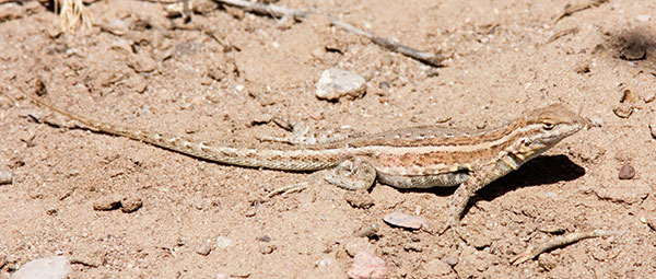 Common Side-blotched Lizard Uta stansburiana