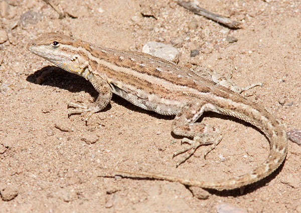 Common Side-blotched Lizard Uta stansburiana