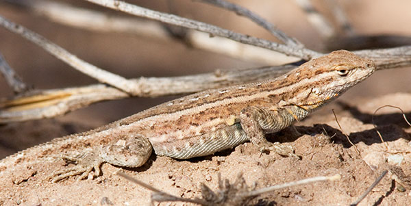 Common Side-blotched Lizard Uta stansburiana