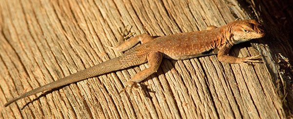 Common Side-blotched Lizard Uta stansburiana