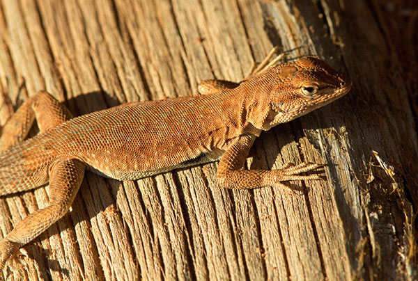 Common Side-blotched Lizard Uta stansburiana