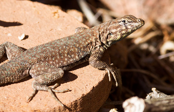 Common Side-blotched Lizard Uta stansburiana