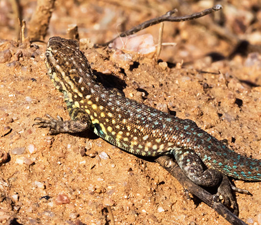 Common Side-blotched Lizard Uta stansburiana