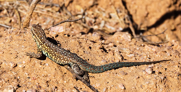 Common Side-blotched Lizard Uta stansburiana