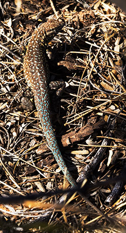 Common Side-blotched Lizard Uta stansburiana