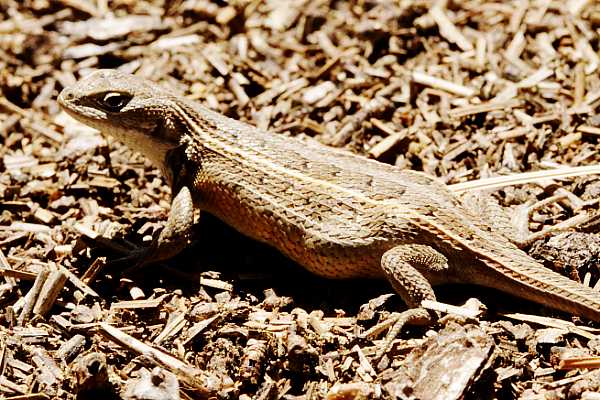 Slevin's Bunchgrass Lizard Sceloporus slevini