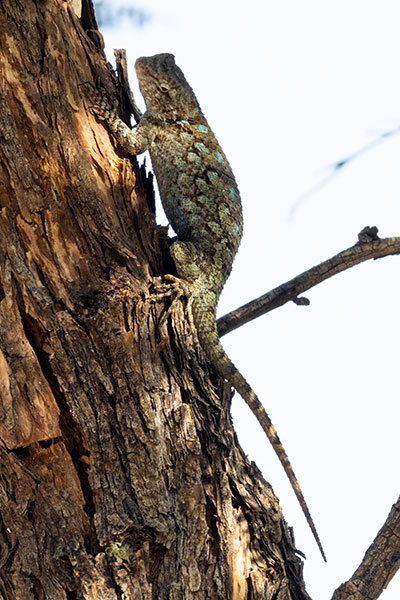 Clark's Spiny Lizard Sceloporus clarkii 