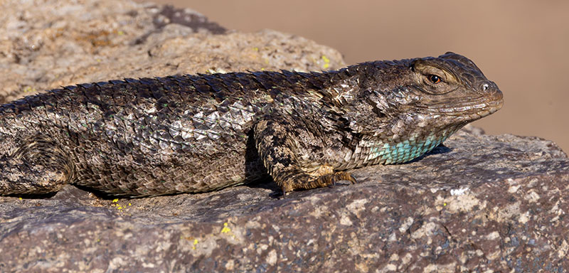 Clark's Spiny Lizard Sceloporus clarkii 