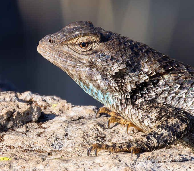 Clark's Spiny Lizard Sceloporus clarkii 