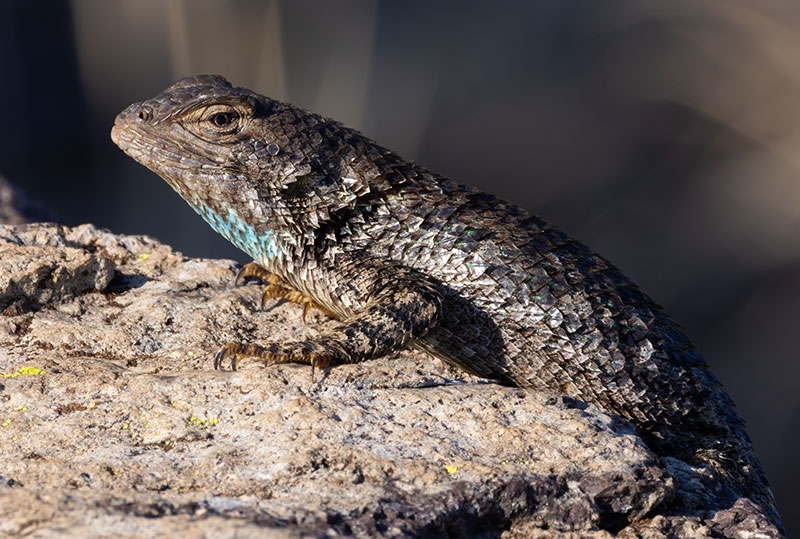 Clark's Spiny Lizard Sceloporus clarkii 