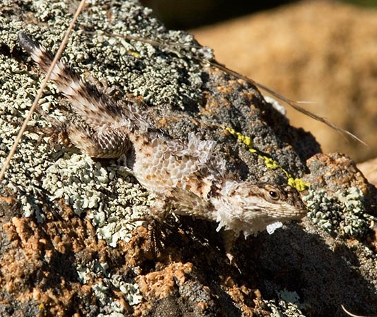 Crevice Spiny Lizards Sceloporus poinsetti 