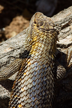 Desert Spiny Lizard Sceloporus magister  